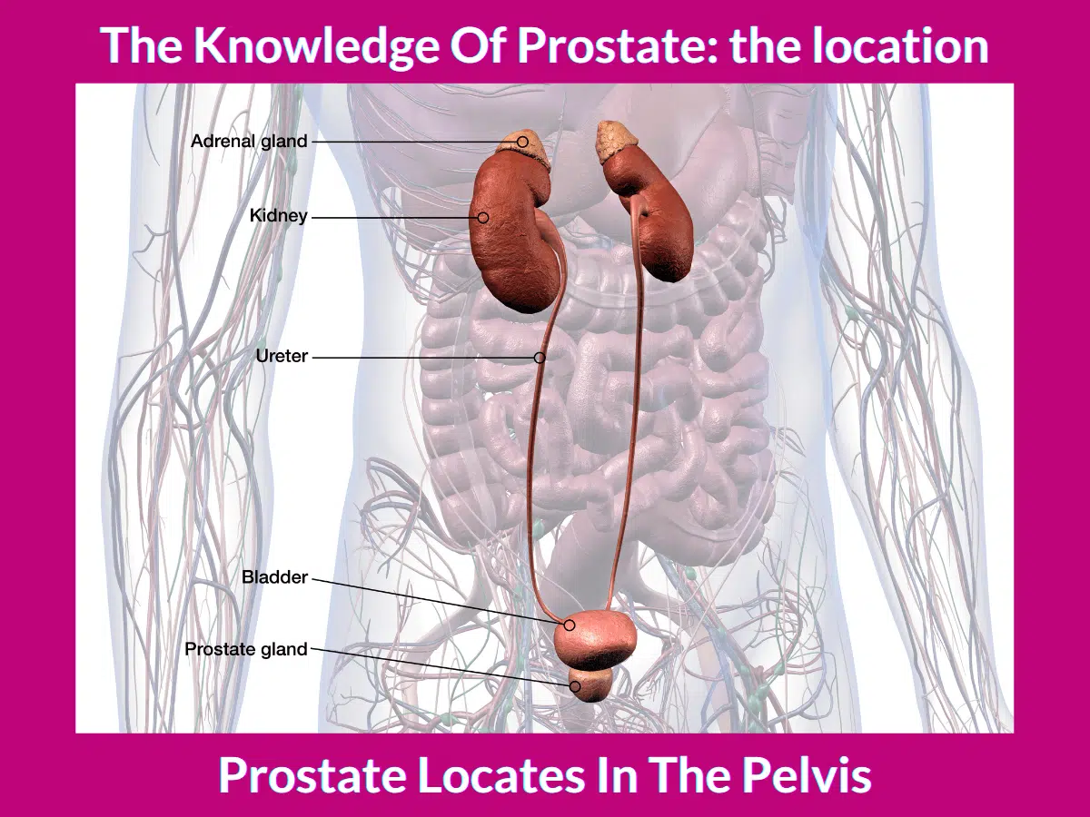 Where is prostate, how to massage prostate
